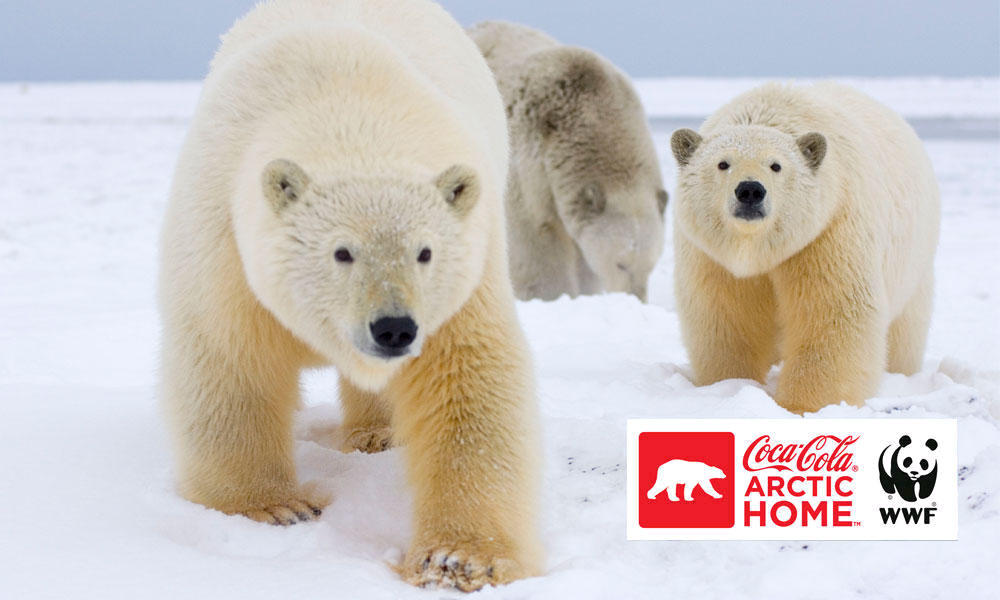 Three polar bears and a commercial banner