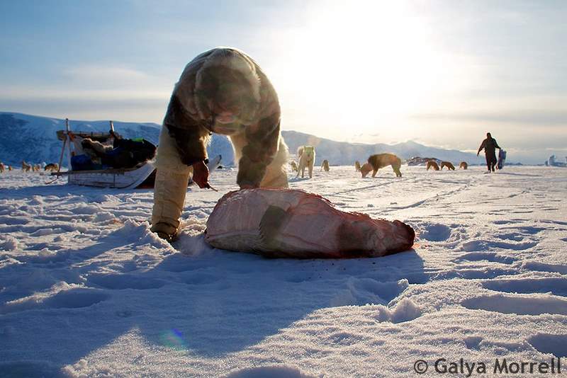 Seal is sliced by men on ice