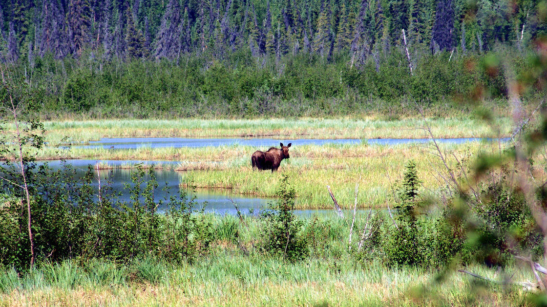 A moose in a river