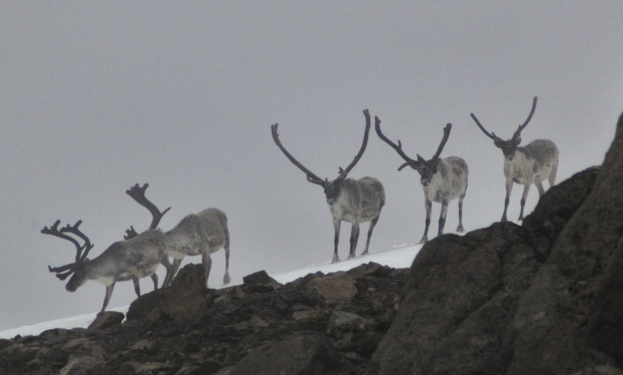 Reindeer on snow in mist