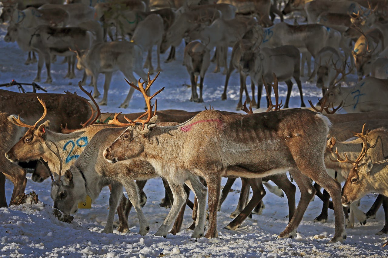Many reindeer on snowy ground