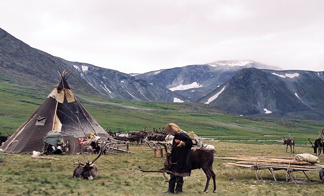 Reindeer and tent against a background of partly snow-covered mountains