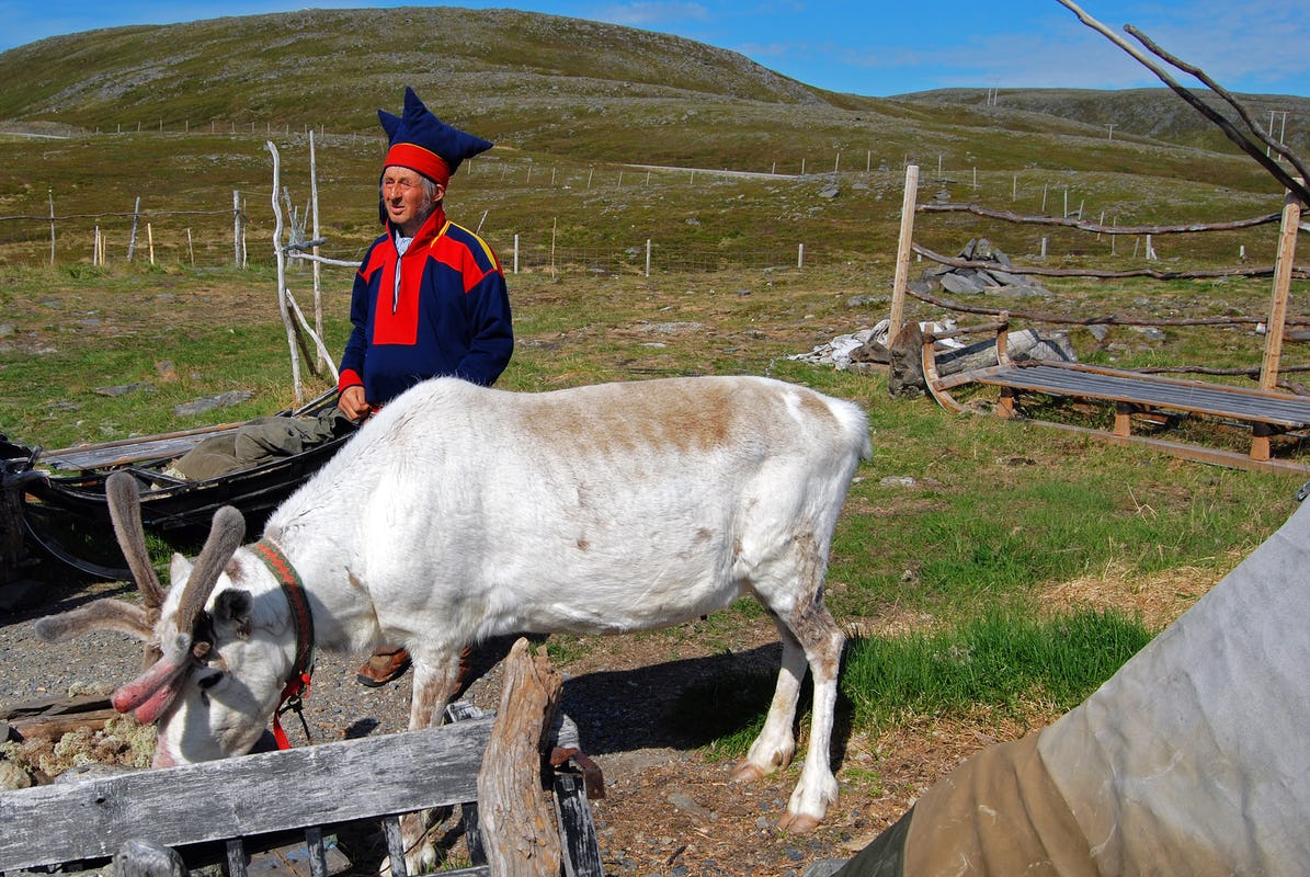 Man in red and blue clothes with reindeer against a grassy background with wooden fences