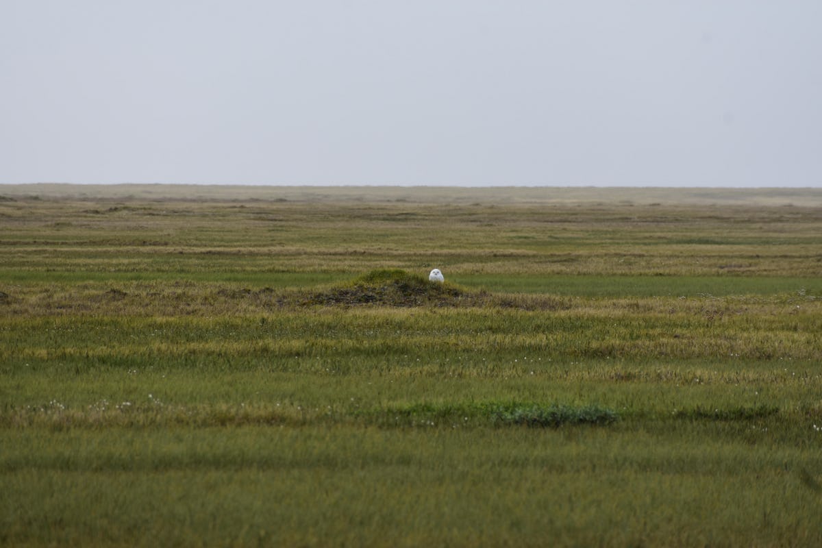White owl in grassy landscape with grey sky