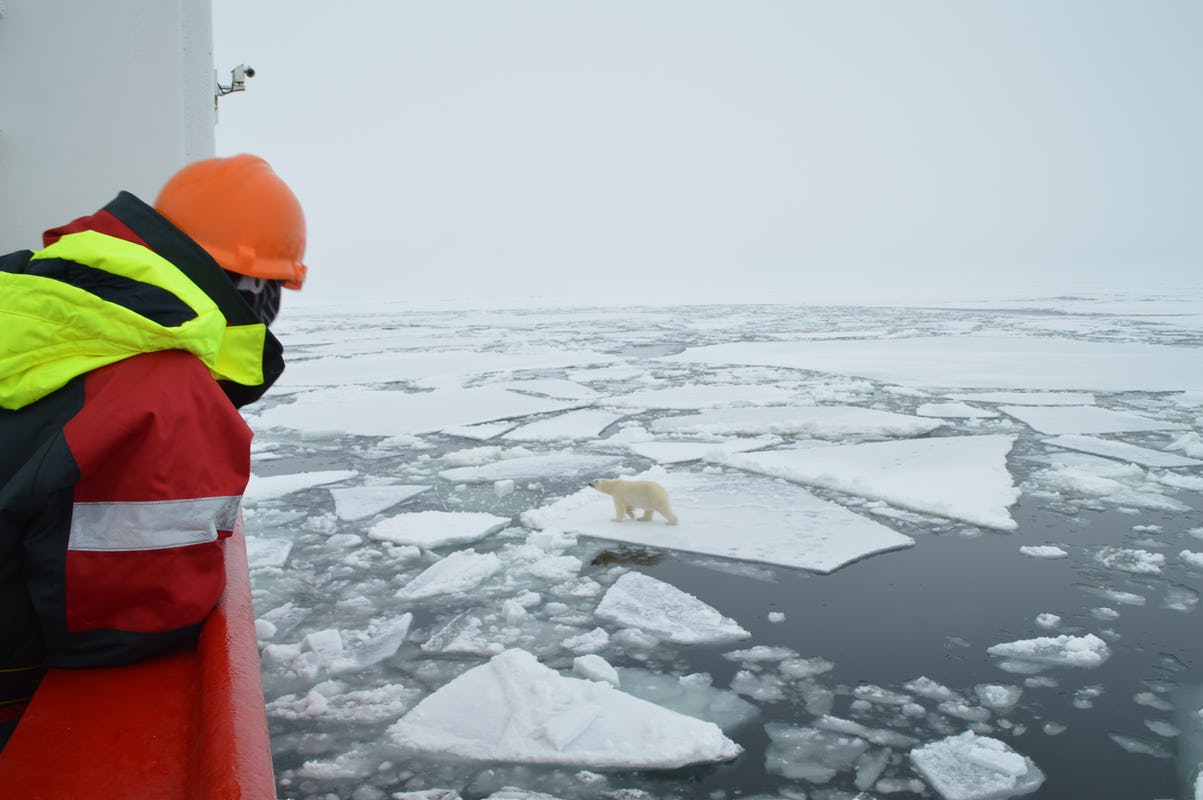 Scientist on RRS James Clark Ross ship looking at polar bear on ice