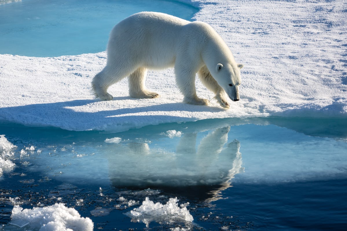 Polar bear on ice and mirrored in icy water