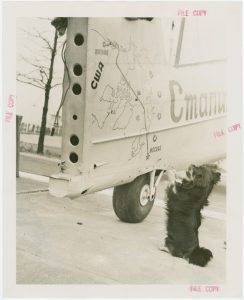 Black and white photo of a tail of a plane with a dog sitting in front of it