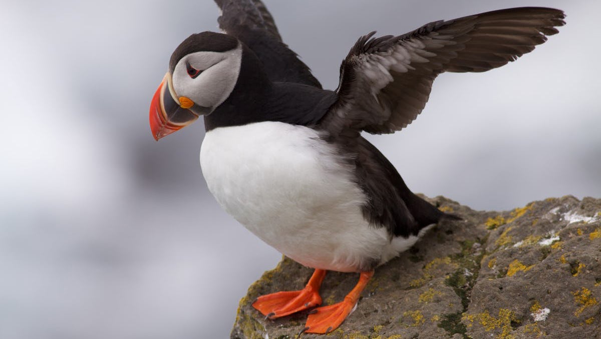 Atlantic puffin (Fratercula arctica) spreading its wings