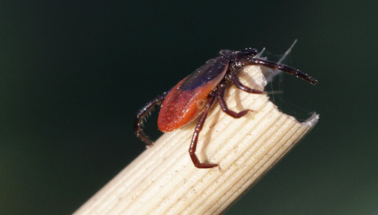 A brown and black tick is shown resting on the end of a light tan twig