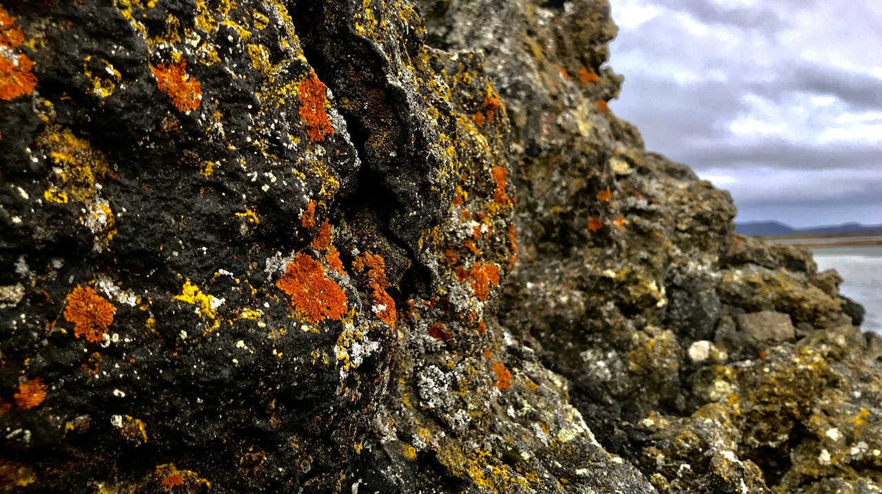 Orange, yellow, and gray lichens are shown growing on a large rock. In the background is a body of water and hills. The sky is gray and cloudy