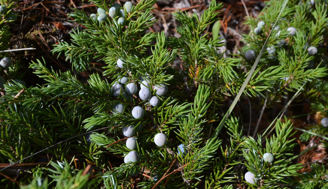 Light blue berries in a bush with green needles