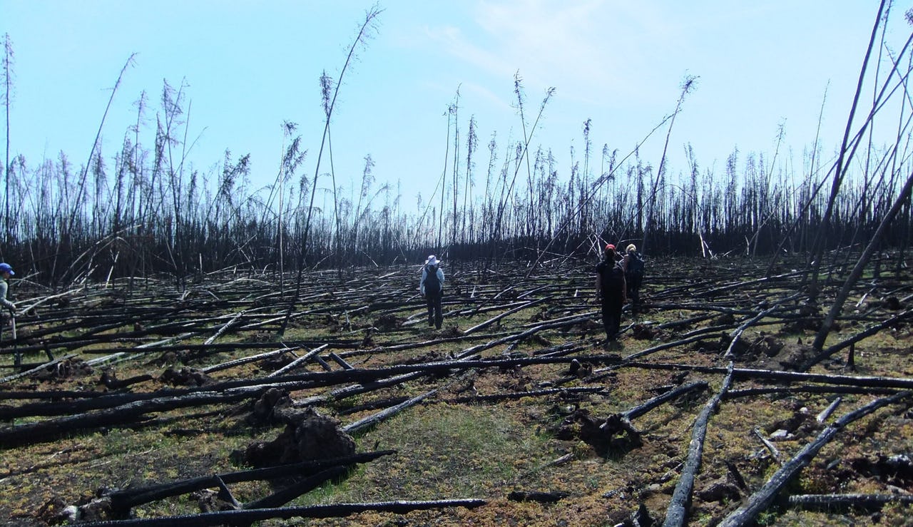 Scientists walking through a boreal forest after fire destruction.
