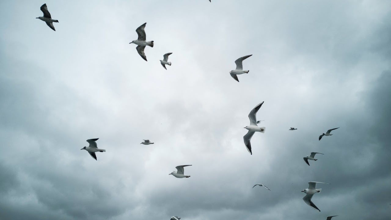 White seagulls flying in the sky