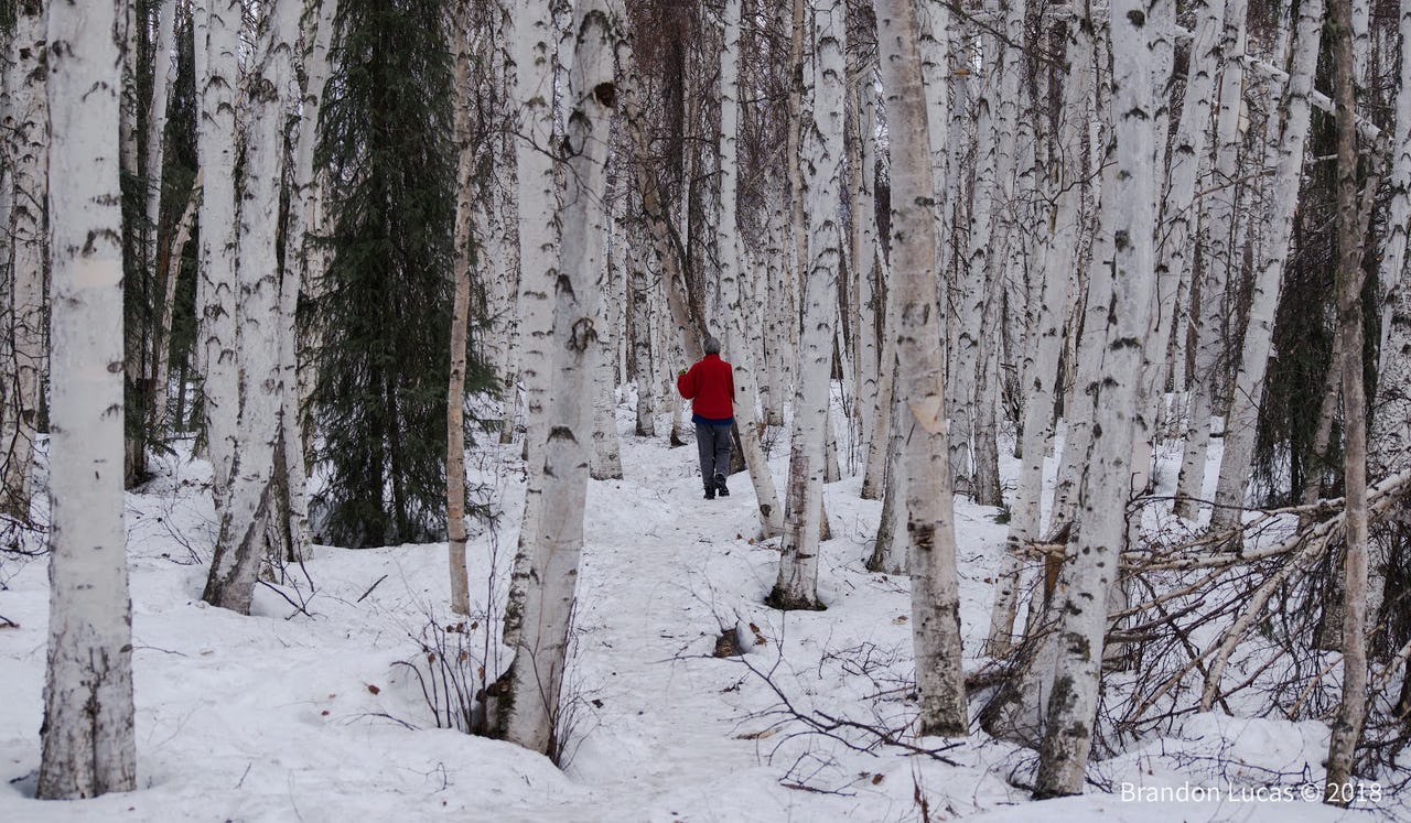 A woman in a red sweater walks through a drunken forest