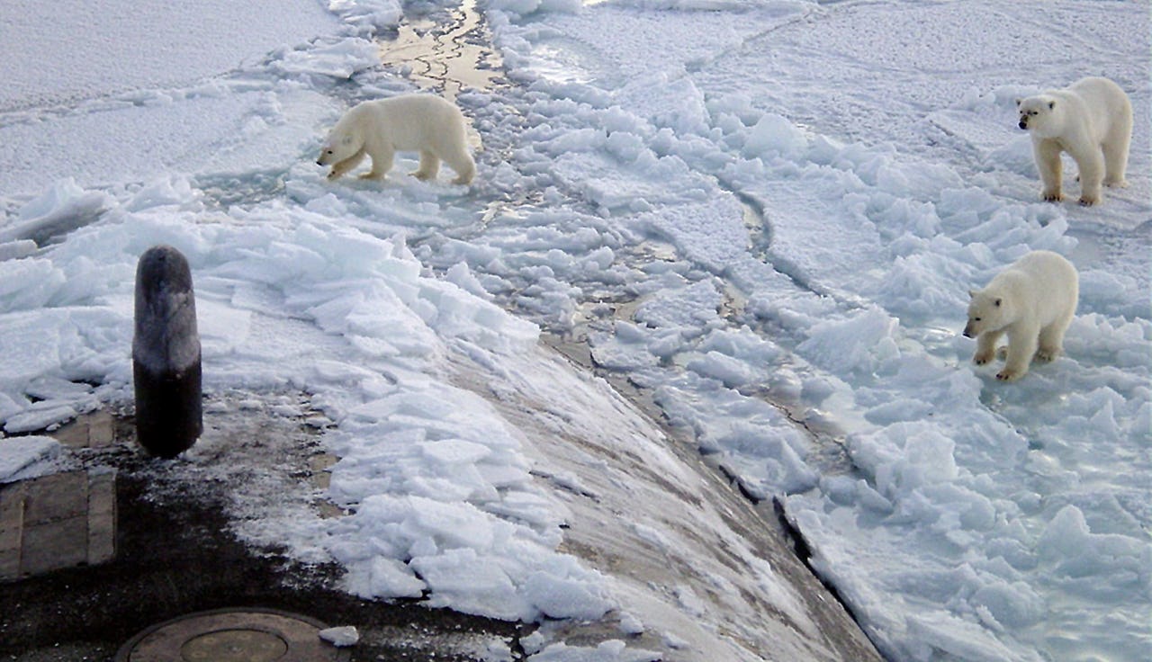 Polar bears inspect a military submarine