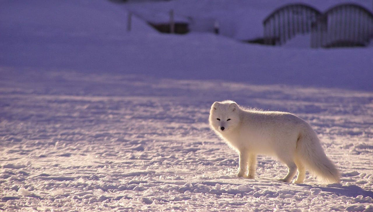 A white fox in a snowy landscape