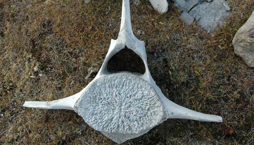 Whale bone vertebrae on moss