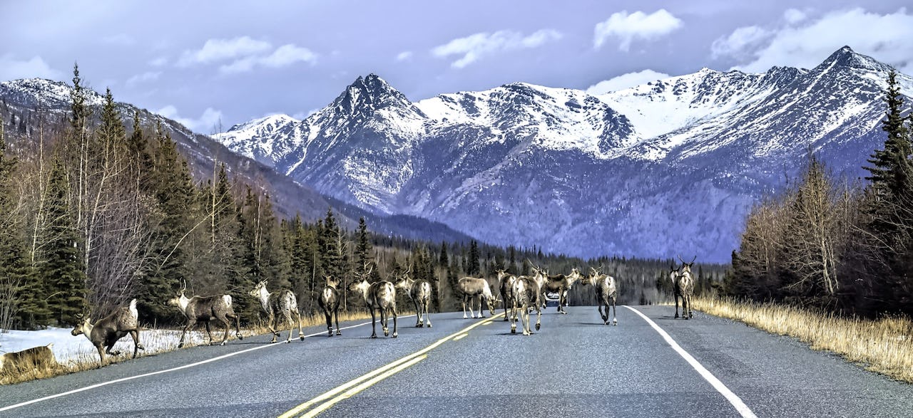 Caribous on a paved street in Alaska with mountains in the back