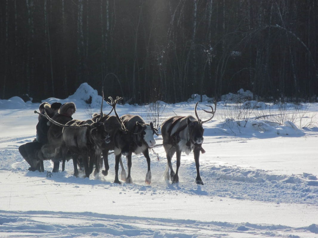Reindeer pulling a sleigh on a snowy farm in Russia