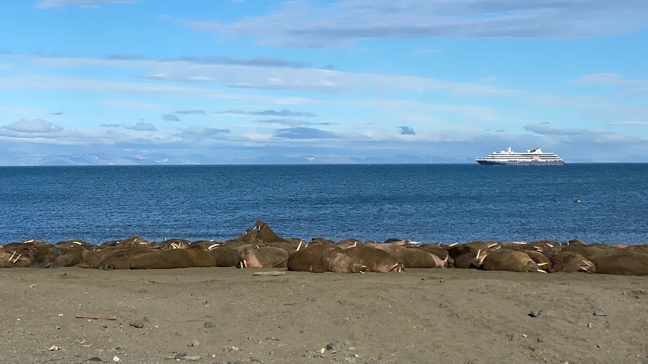A group brown walrus in front of blue water with a white expedition cruise ship in Svalbard waters in the background