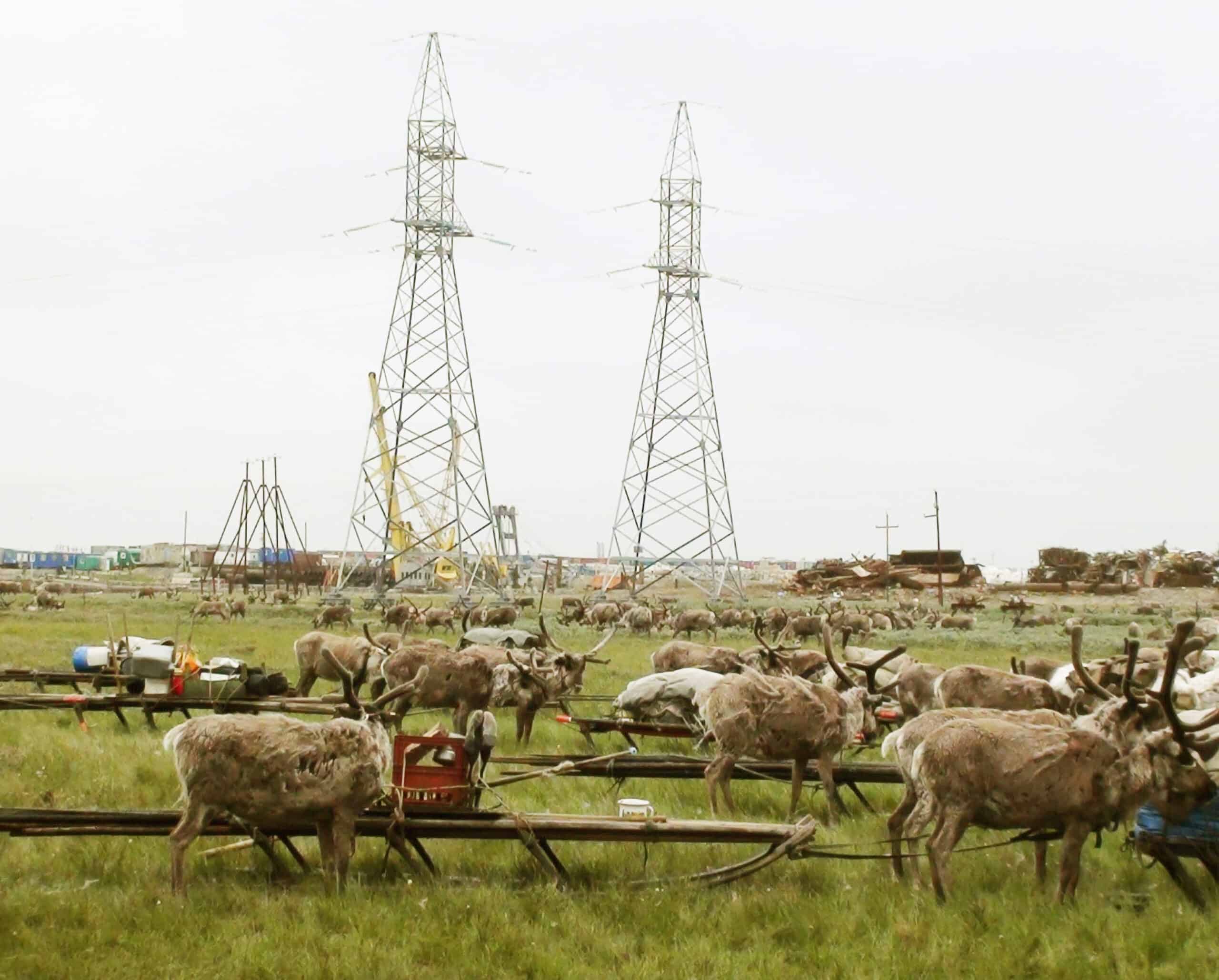 Reindeer pasturing next to gas extraction machinery