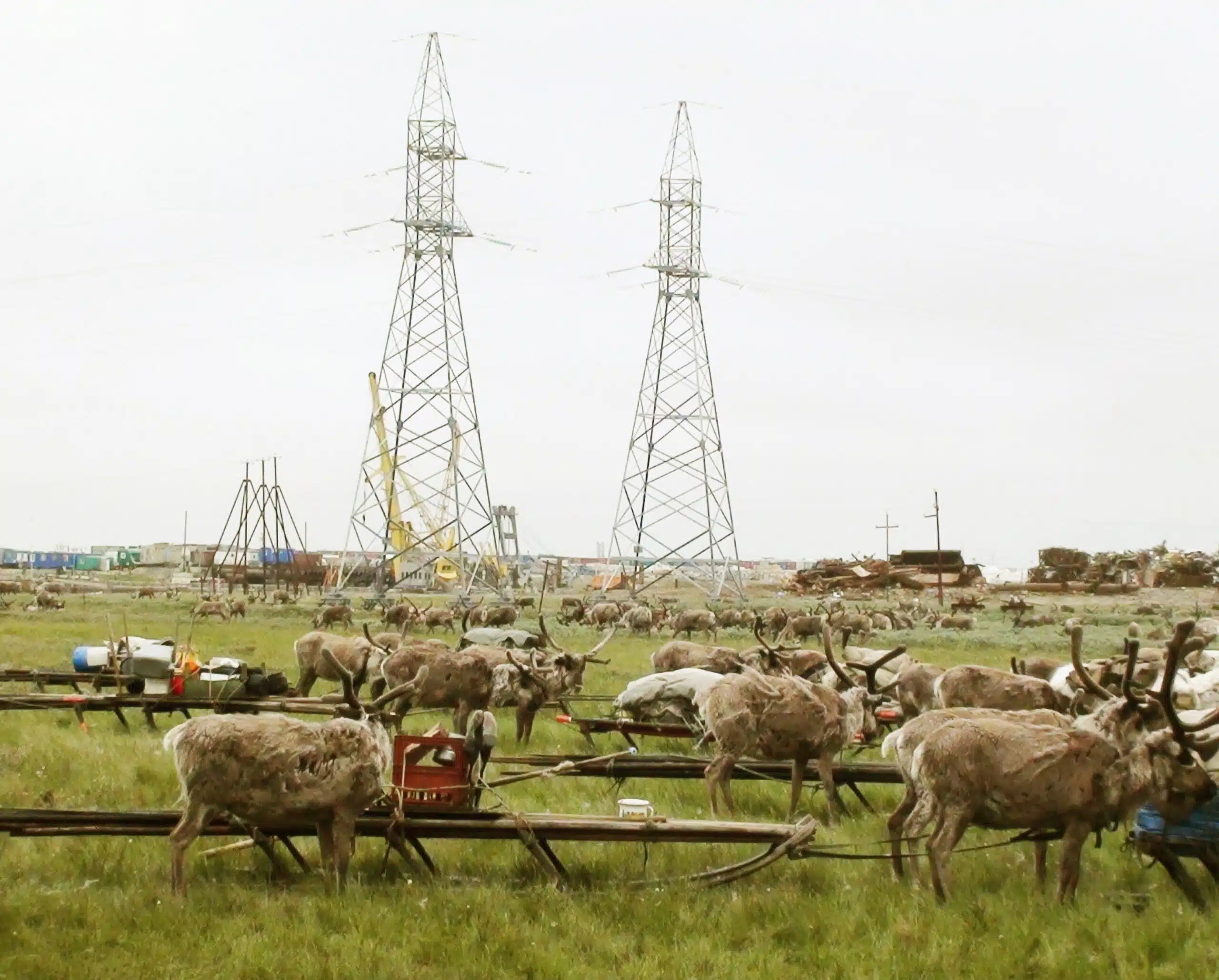 Reindeer pasturing next to gas extraction machinery