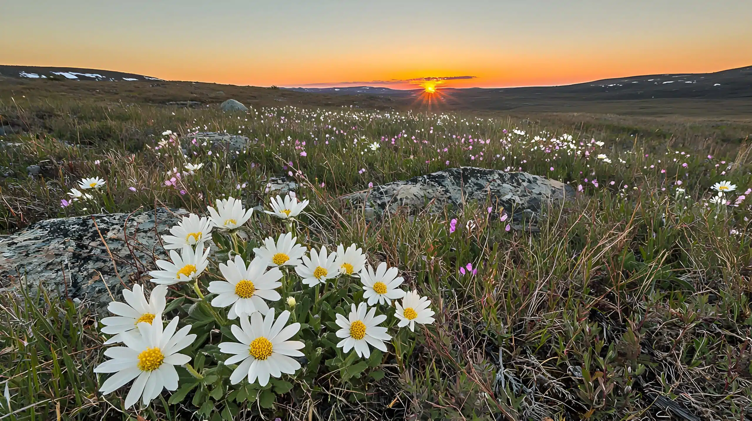 White flowers in bloom amidst a dramatic Arctic landscape, with the sun setting behind