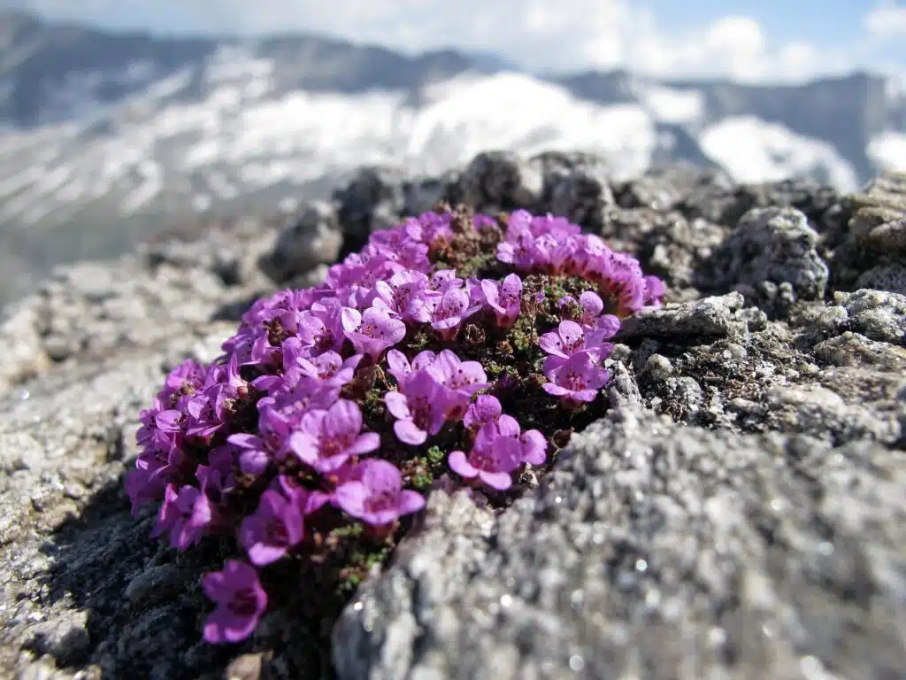A bundle of small purple flowers, perched on a rocky mountaintop