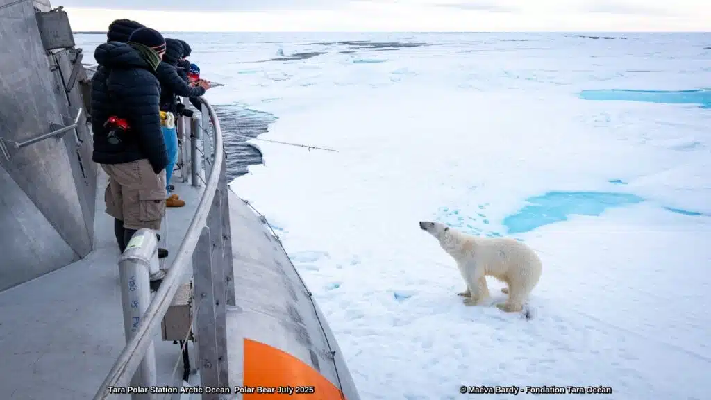 Researchers aboard the Tara Polar Station observe a Polar Bear standing on Arctic sea ice beside the vessel during a scientific expedition in the Arctic Ocean, July 2025