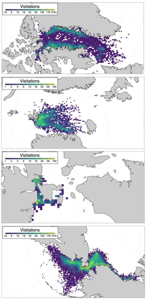 Four stacked heat maps show spatial patterns of visitations across four Arctic coastal regions, with square grid cells colored from purple (low visitation) to yellow-green (high visitation) highlighting distinct hotspots and movement corridors along coastlines and adjacent marine areas.