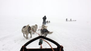 Dog sled team pulling a musher through snowy whiteout conditions across an Arctic landscape