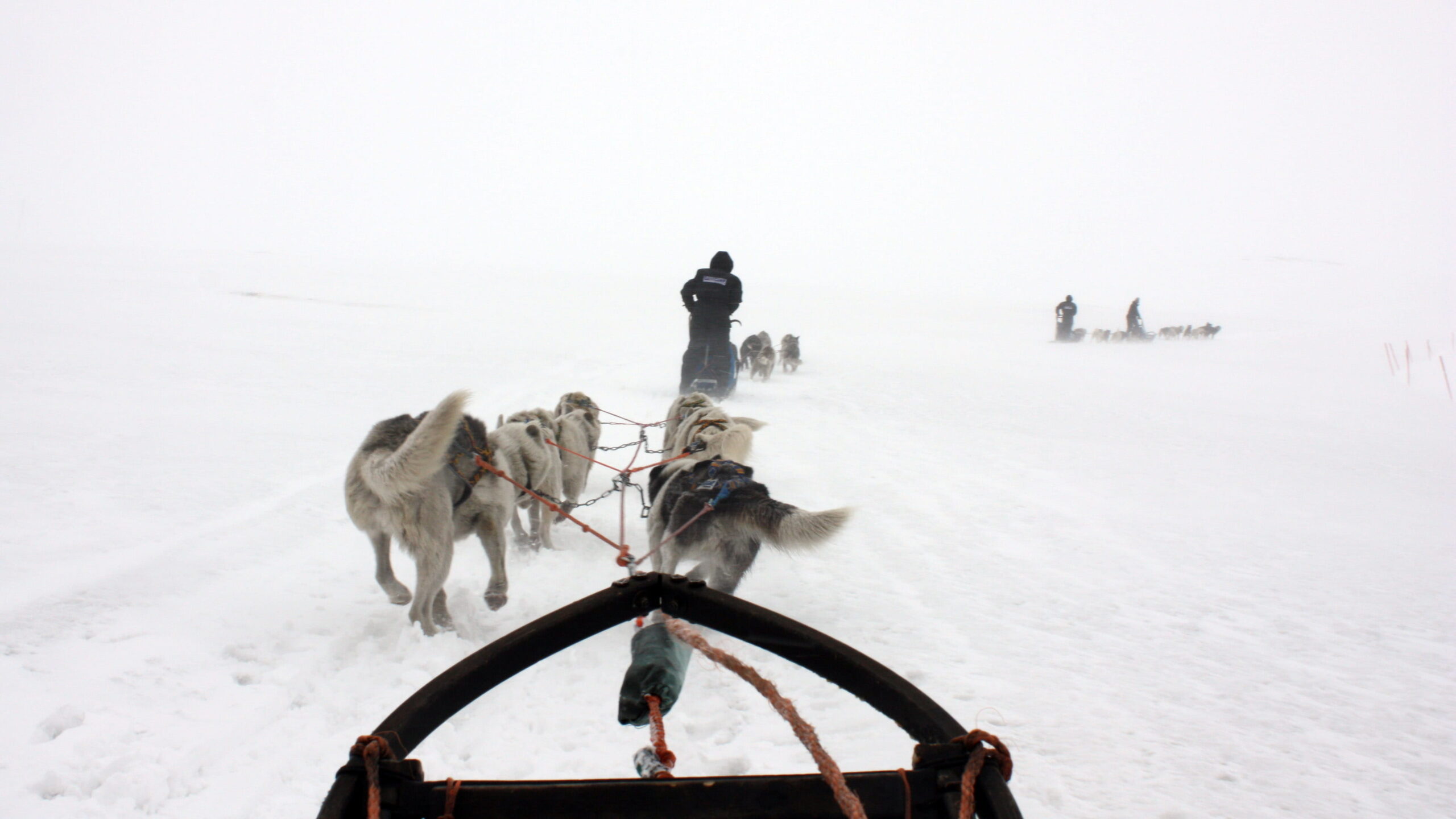 Dog sled team pulling a musher through snowy whiteout conditions across an Arctic landscape