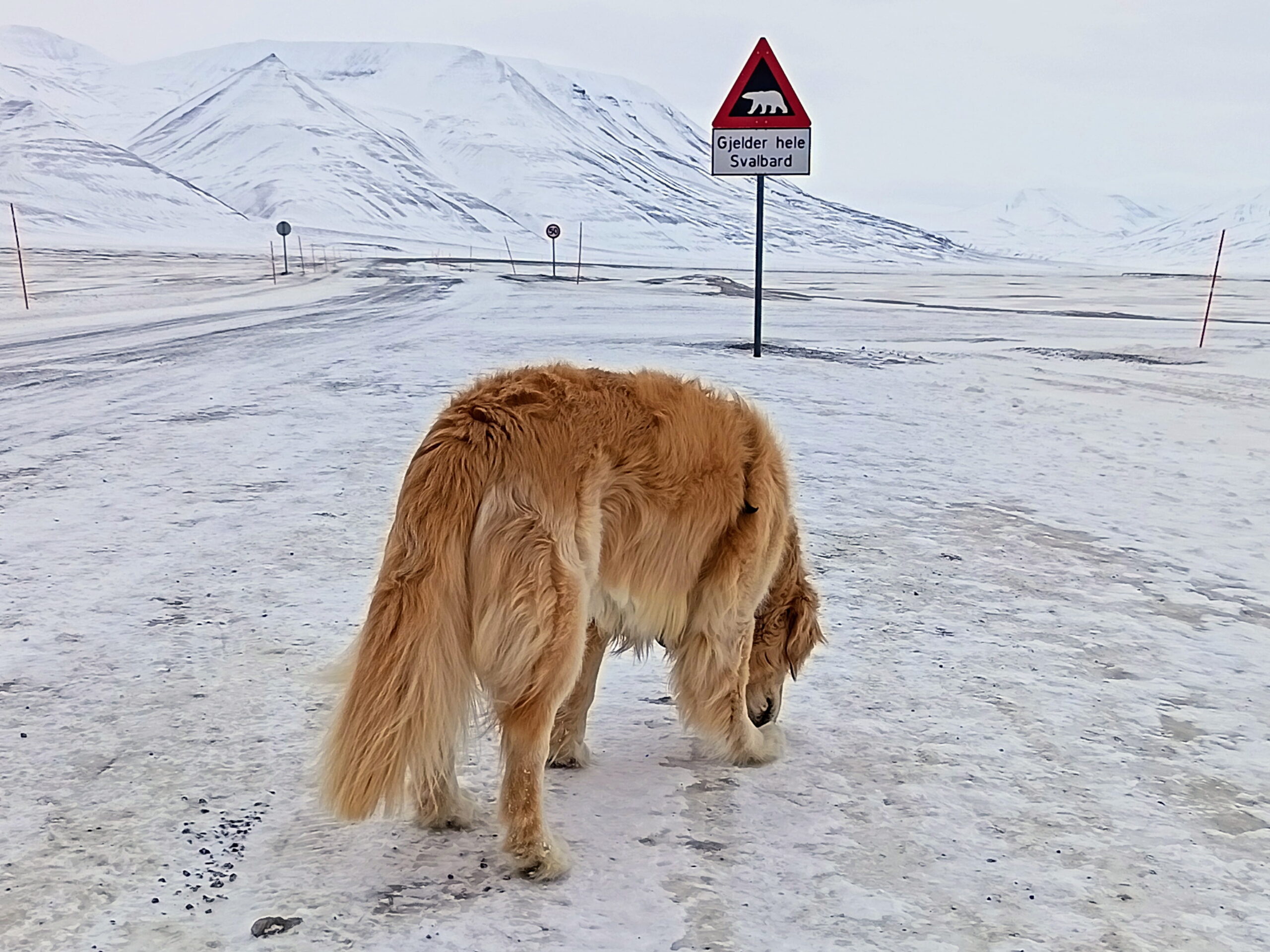 A large golden retriever dog stands on a snow-covered road facing away from the camera. In the background to the right, a red triangular warning sign displays a polar bear silhouette above a white rectangular sign reading "Gjelder hele Svalbard." Snow-covered mountains span the horizon under a pale sky