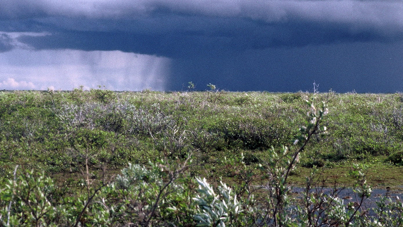 Dark storm clouds with heavy rainfall over a flat wetland landscape, showing an approaching rainstorm