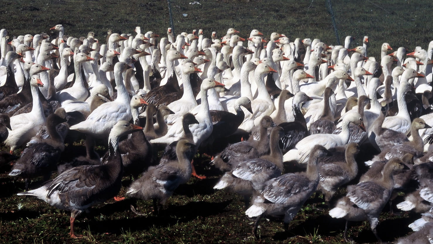 Large flock of snow geese with adults and goslings gathered in a wetland during migration