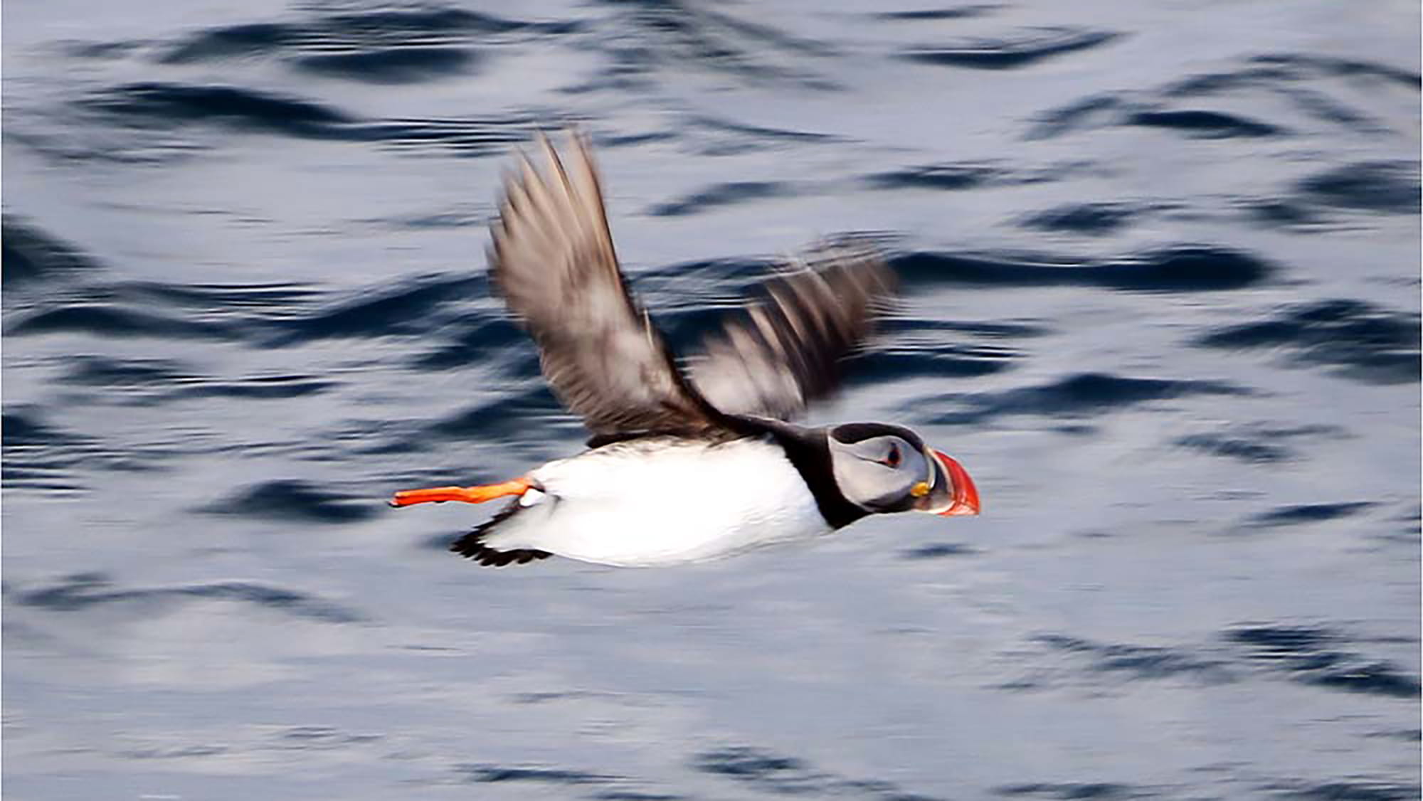 A puffin flying near Magerøya island, Norway, showcasing Arctic wildlife in its natural habitat